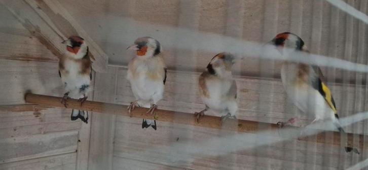 Prachtige forse Noorse distelvinken, Dieren en Toebehoren, Vogels | Overige Vogels, Geringd