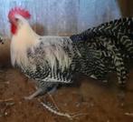 Zilverbrakel hanen te koop, Dieren en Toebehoren, Pluimvee, Mannelijk, Kip