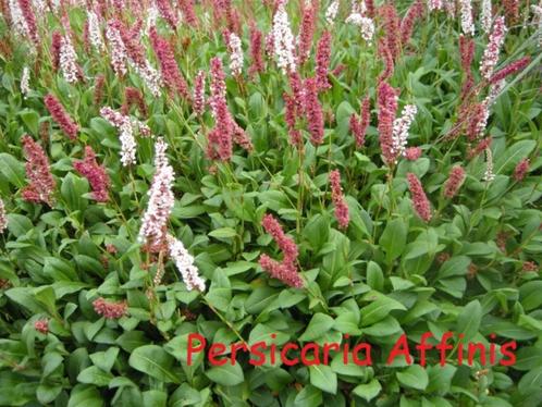 Persicaria affinis, sterke bodembedekker, Tuin en Terras, Planten | Tuinplanten, Vaste plant, Bodembedekkers, Volle zon, Zomer
