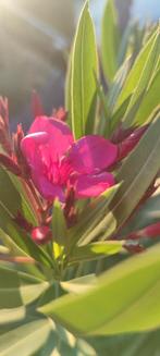 Oleander 120 cm, Jardin & Terrasse, Plantes | Jardin, Enlèvement ou Envoi