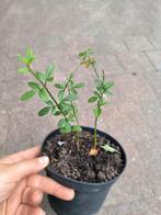 Winterjasmijn klimplant, Tuin en Terras, Planten | Tuinplanten, Ophalen, Winter