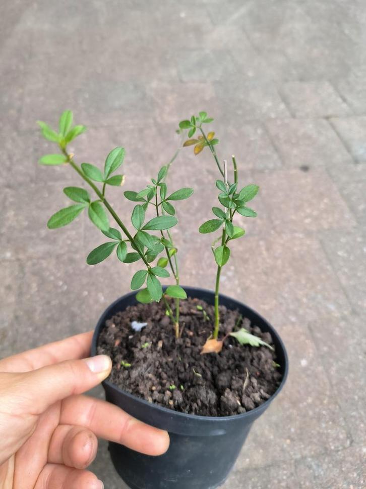 Winterjasmijn klimplant, Jardin & Terrasse, Plantes | Jardin, Hiver, Enlèvement