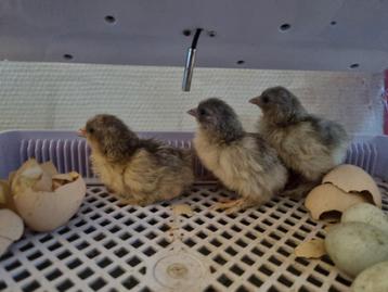 3 kuikens brahma kriel isabelkleurig/parelgrijspatrijs beschikbaar voor biedingen