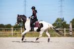 5j merrie met mooie stamboek, incl materiaal, Merrie, Gechipt, 3 tot 6 jaar, L