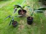 Musa Cavendish Dwarf bananenplant, Tuin en Terras, Ophalen