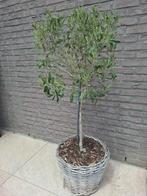 Olijfboom met mand +-1,5m, Tuin en Terras, Planten | Bomen, Ophalen, Olijfboom
