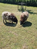 2 schapen te koop, Dieren en Toebehoren, Schapen, Geiten en Varkens, Vrouwelijk, Schaap, 3 tot 5 jaar