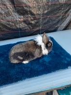 Dwerg konijnen vrouwtjes 9weken oud 10€, Dwerg