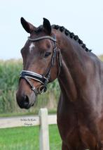 AANSPREKEND DRESSUURPAARD, Gechipt, Ruin, Dressuurpaard, 3 tot 6 jaar