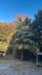 Palmier, Jardin & Terrasse, Enlèvement