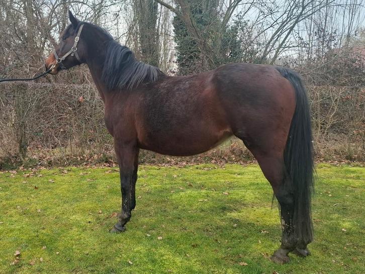 Jument BWP enceinte, Animaux & Accessoires, Chevaux, Jument, Non dressé, 160 à 165 cm, 11 ans ou plus, Cheval de saut, Avec pedigree