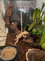 Wimpergekko (man), Avec terrarium