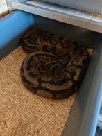Ball Python/Regius low white piebald vrouw 1900g, Dieren en Toebehoren, Reptielen en Amfibieën