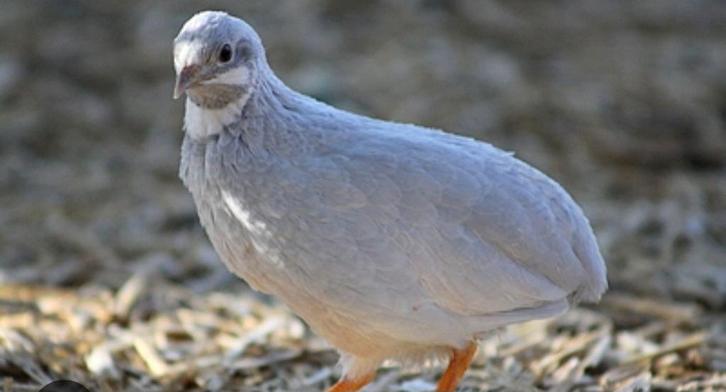 2 hennen chinese dwergkwartels, foto's zijn voorbeelden, Dieren en Toebehoren, Vogels | Overige Vogels