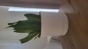 Sansevieria plant met pot Te  Koop  beschikbaar voor biedingen
