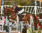 Talentvolle 5 jarige ruin te koop, Dieren en Toebehoren, Paarden, Springpaard, Gechipt, Ruin, 3 tot 6 jaar