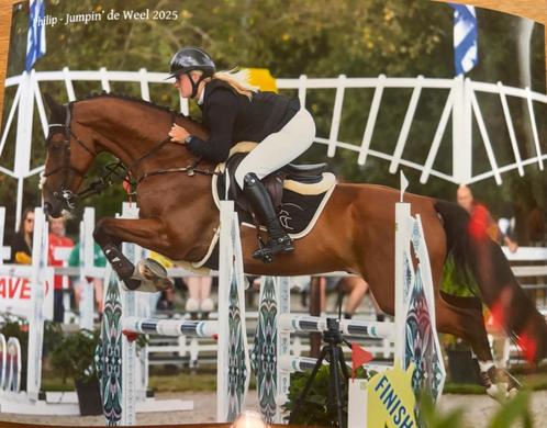 Talentvolle 5 jarige ruin te koop, Dieren en Toebehoren, Paarden, Ruin, L, 165 tot 170 cm, 3 tot 6 jaar, Springpaard, Met stamboom