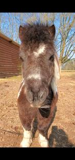 Gezocht, een hele rustige kleine shetlander., Animaux & Accessoires, Poneys, Vermifugé, 11 ans ou plus, Débourré, Poney de récréation