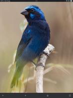 Gezocht: Blauwe braziliaans bisschop koppel, Dieren en Toebehoren