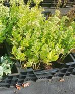 Sedum = bijenplant juli tot september, Volle zon, Vaste plant, Zomer, Ophalen
