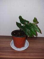 Begonia tamaya, Huis en Inrichting, Kamerplanten, Ophalen of Verzenden