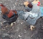2 hanen van Mei 2025, Dieren en Toebehoren, Pluimvee, Mannelijk, Kip