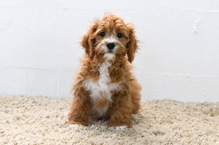 Chiots Cavapoo à vendre, Animaux & Accessoires, Chiens | Sans pedigree, Taille moyenne, Plusieurs animaux, Éleveur | Professionnel