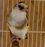 chardonnerets, Dieren en Toebehoren, Vogels | Overige Vogels, Meerdere dieren, Wildzangvogel, Geringd