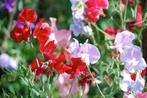 Lathyrus Odoratus Mix zaden, Verzenden, Zaad