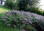 Pennisetum 'Black beauty', Tuin en Terras, Planten | Tuinplanten, Ophalen, Vaste plant, Siergrassen