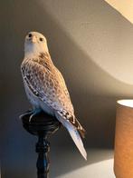 Taxidermie witte Giervalk., Ophalen, Zo goed als nieuw, Vogel, Opgezet dier