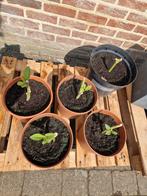 brugmansia of engelentrompet, Tuin en Terras, Ophalen, Eenjarig