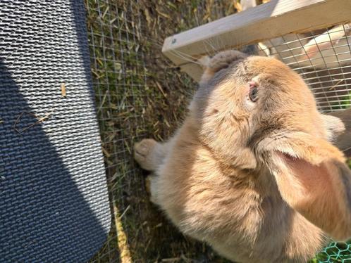 Konijn, Dieren en Toebehoren, Knaagdieren en Konijnen | Hokken en Kooien, Konijn, Ophalen