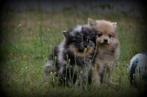 Keeshond pups, Dieren en Toebehoren, Honden | Poolhonden, Keeshonden en Oertypen, België, Keeshond, CDV (hondenziekte), 8 tot 15 weken