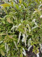 Itea Virginica, Ophalen