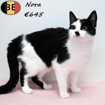 Europese Kort&Langhaar kittens  beschikbaar voor biedingen