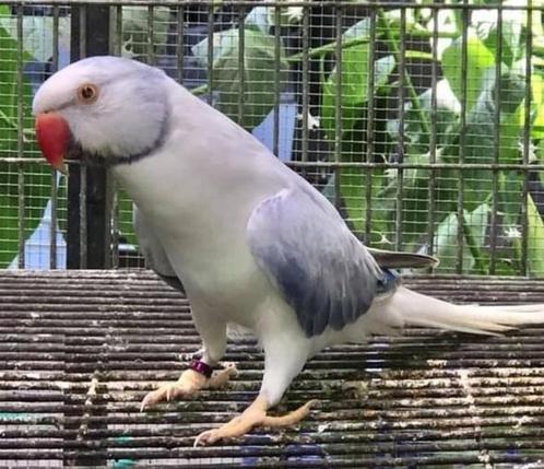 Halsband parkieten, Dieren en Toebehoren, Vogels | Parkieten en Papegaaien