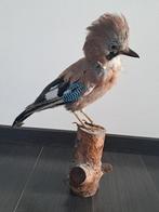 Opgezette gaai, Verzamelen, Dierenverzamelingen, Ophalen of Verzenden, Gebruikt, Vogel, Opgezet dier
