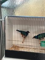 Te koop, Meerdere dieren, Tropenvogel