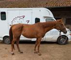 11 jaar vollebloed merrie maat 1m67 als draagmoeder, Dieren en Toebehoren, Paarden, Merrie