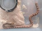 Hognose 100 het lucy 1.0