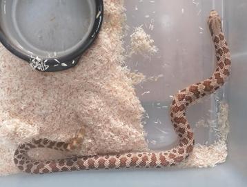 Hognose 100 het lucy 1.0 beschikbaar voor biedingen