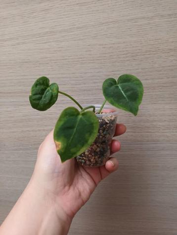 Anthurium papillilaminum x warocqueanum  beschikbaar voor biedingen