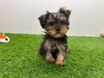 Yorkshire Terrier pups