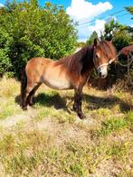 Mooie shetlanders merries, Dieren en Toebehoren, Pony's