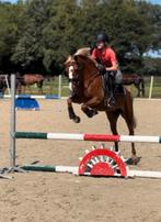 Super ALLROUND C pony, Dieren en Toebehoren, Merrie, Springpony, 11 jaar of ouder, L