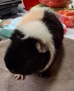 US Teddy  gekeurd beertje, Dieren en Toebehoren, Knaagdieren, Cavia, Mannelijk, Tam, Oktober
