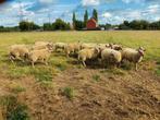 Dekrammen en slachtrammen, Dieren en Toebehoren