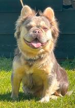 Fluffy choco Tan Franse Bulldog dekreu ( niet te koop), België, Fokker | Hobbymatig, Reu, 1 tot 2 jaar