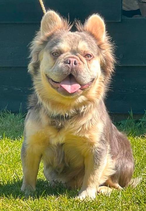 Fluffy choco Tan Franse Bulldog  met STAMBOOM, Dieren en Toebehoren, Honden | Dekreuen, Reu, Fokker | Hobbymatig, Eén hond, België